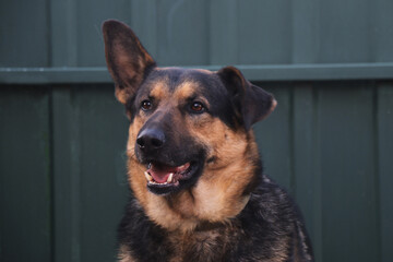 Dog, adult German shepherd