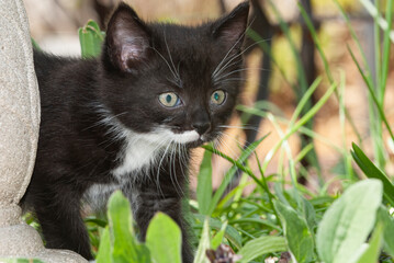 Naklejka na ściany i meble black and white kitten in the garden
