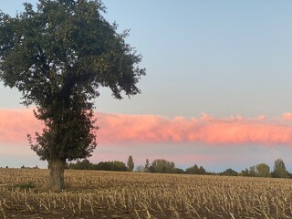 tree on a hill