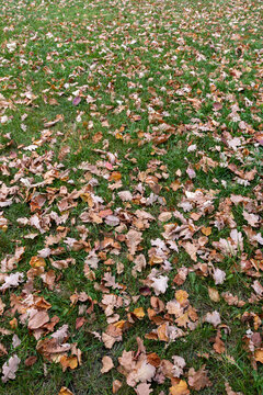 autumn yellow leaves on grass