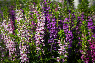 Obraz premium closeup Narrowleaf angelon flower (Angelonia angustifolia Benth.) in a garden environment.