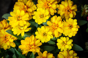Yellow Narrowleaf zinnia, Classic Zinnia (Zinnia angustifolia  Kunth) are blossoming  in plant shop. from top view