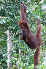 Fototapeta premium Orangutan hanging from a vine with three limbs at a conservation center in Borneo, Malaysia.