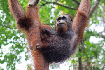 Portrait of male orangutan hanging from tree branches with both arms and lower limbs extended in Borneo, Malaysia.