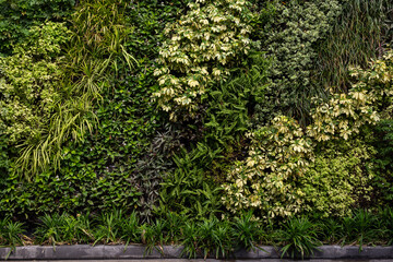 Fototapeta premium Variety of artificial plant in beautiful nature vertical garden, a green wall panorama background.