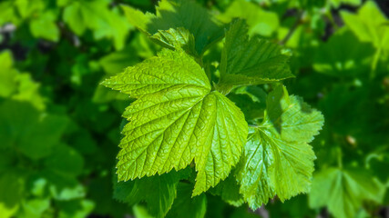 A tree with green leaves High photo