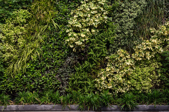 Variety of artificial plant in beautiful nature vertical garden, a green wall panorama background.