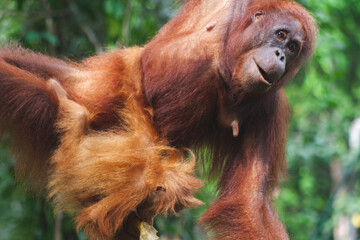 Female adult orangutan with her baby clinging to her waist. Portrait of Bornean orangutans in the tree branches.