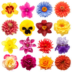 Collection flowers rose, iris, lily, gerbera, dahlia, cyclamen, pansies, peony, narcissus, daisy isolated on white background. Creative spring composition, Easter, Valentine's Day. Flat lay, top view