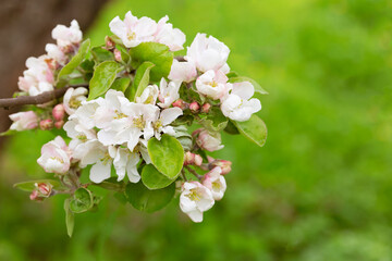 Spring flowering apple tree.Large white flowers collected in a large inflorescence of the tree.Soft focus.