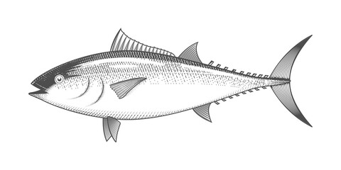 Tuna sketch, hand drawn fish, tunny seafood menu, fish in engraved style, vector
