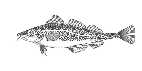 Cod fish sketch, hand drawn fish, cod seafood menu, fish in engraved style, vector © Anna