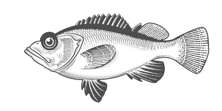 Rosefish sketch, hand drawn ocean perch or widow rock cod, salmon grouper seafood menu, fish in engraved style, vector