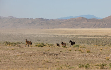 Herd of Wild Horses Running in the Utah Desert