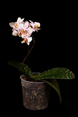 Naklejka na ściany i meble Beautiful curved dotted pink orchid in the pot on dark background