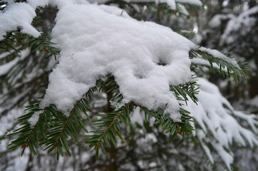 Gałąź w śniegu/Snowed branch 