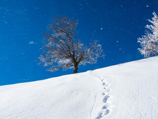 Tree in a snowy landscape in a windy day