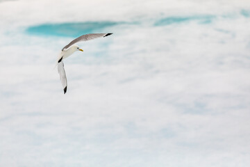 Black-legged Kittiwake flying over the pack ice on the Arctic  Ocean.