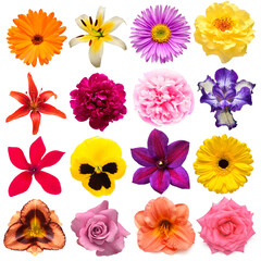 Collection flowers calendula, rose, iris, lily, gerbera, cyclamen, pansies, peony, daisy isolated on white background. Creative spring composition, Easter, Valentine's Day. Flat lay, top view