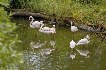 Pink flamingos (Phoenicopterus roseus) in the ZOO.