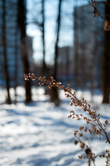 Background. Dried plant on a blurred background of buildings and trees. Winter snow.