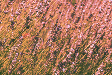 Floral pink toned background. Lavender field in bloom, warm spring botanical design. Romantic feminine style. Retro film photography atmosphere.