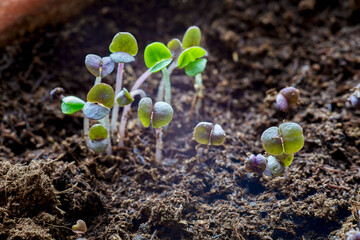 Group shoots of basil in the soil. Macro. Selective focus. - obrazy, fototapety, plakaty