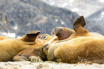 Walruses resting in a heap on the shoreline of one of Svalbard's arctic islands. © Hélène Sauvageot