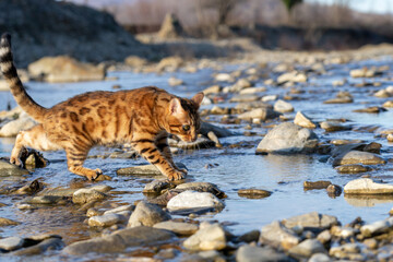 The cat crosses the river on stones.