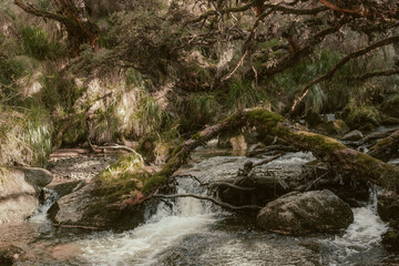 naturaleza plena y vida 13