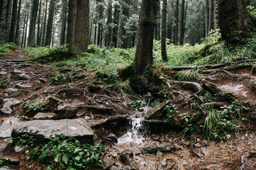 wild coniferous forest in the mountains, coniferous tree trunks, roots