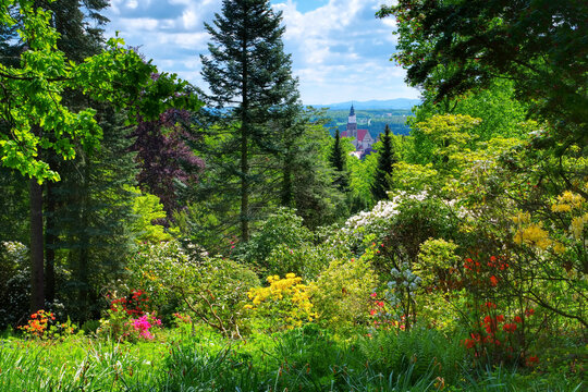 Blick vom Hutberg whrend der Blte des Rhododendron, Kamenz in Sachsen,  Deutschland - View from the mountain Hutberg during the flowering of the  rhododendron, Kamenz in Saxony Stock Photo | Adobe Stock
