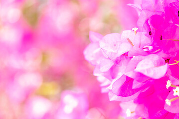 Concept nature view of pink leaf on blurred greenery background in garden and sunlight with copy space using as background natural green plants landscape, ecology, fresh wallpaper.