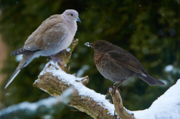 Amsel und Türkentaube  im Winter