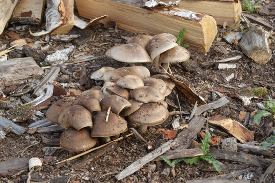 A large pile of poisonous fungus of trash near firewood and chips