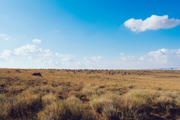 Fototapeta na wymiar Empty rural landscape with dry grass