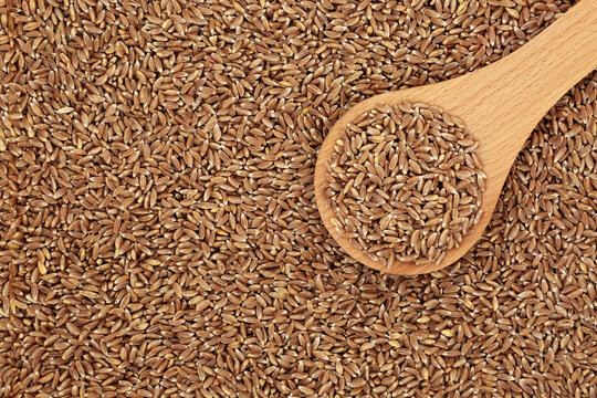 Organic emmer farro wheat grain in a wooden spoon & forming a background. High in antioxidants & a highly nutritious food source & an early premium spring wheat. Flat lay, top view.