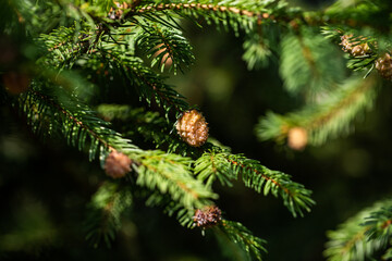 evergreen trees