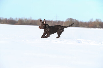 Junger brauner Labrador spielt im Schnee