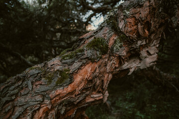 naturaleza plena y vida 19