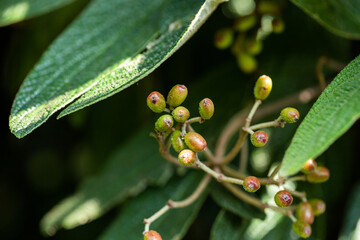 green seeds on a branch of a plant