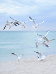Seagulls on blue sky background.