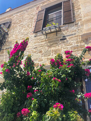 Fototapeta na wymiar bougainvillea flowers in front of the stone house