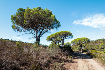 hiking trail in Mediterranean scrubland