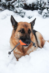 Walk in winter outdoors with dog and its favorite toy. Red German Shepherd lies in soft, fresh white snow and nibbles on orange ball on string.