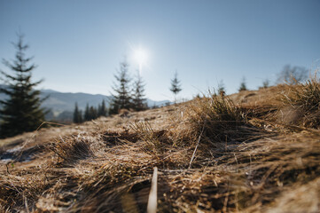 landscape of mountains in early spring with growing fir trees, dry grass and blue sky