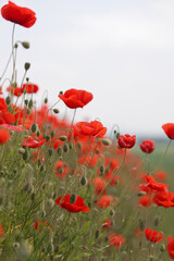 Obraz premium Klatschmohn