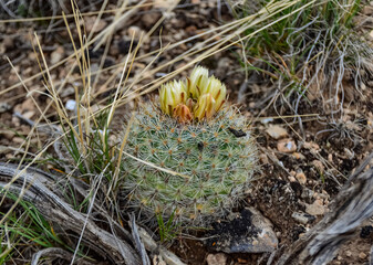 Blooming yellow flowers cactus Escobaria sp. in the north of Utah, US