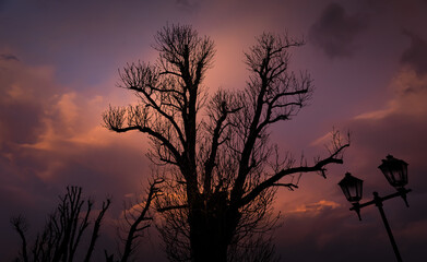 Silhouettes of trees against the background of the evening sky