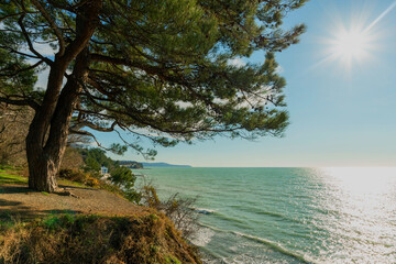 Pine tree on the Black Sea coast.